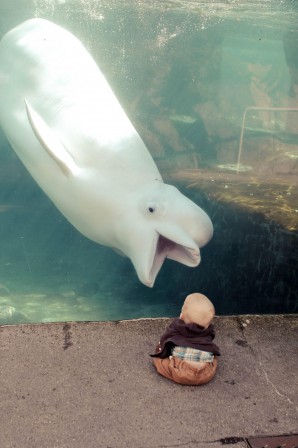 baleine Beluga donnez-nous aujourd'hui notre pain de ce jour.jpg, sept. 2020