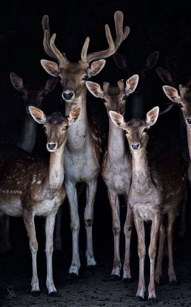 biche cerf bambi mes vieilles hardes.jpg, nov. 2020