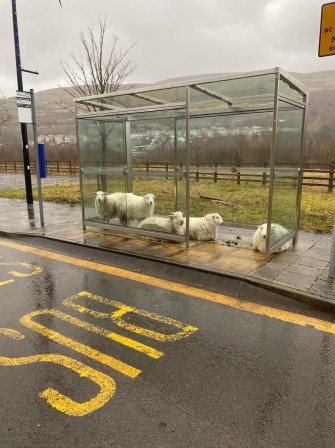 bus grèves encore des perturbations de les transports en commun les usagers traités comme des moutons et pris en otages.jpg, nov. 2022