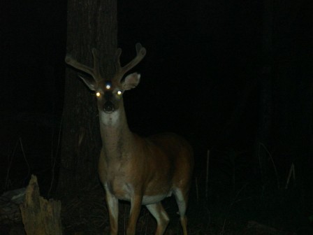 cerf trois yeux nuit.jpg, déc. 2022