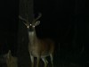 cerf trois yeux nuit.jpg, déc. 2022