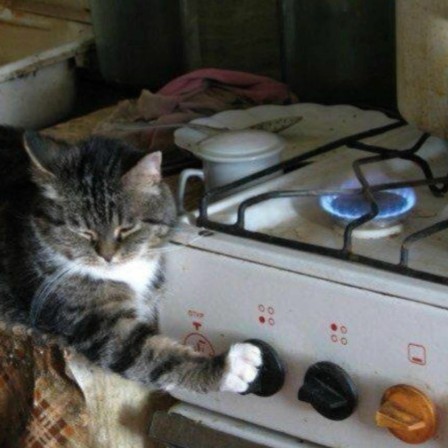 chat alors parfois l'envie d'ouvrir le gaz Solarwick