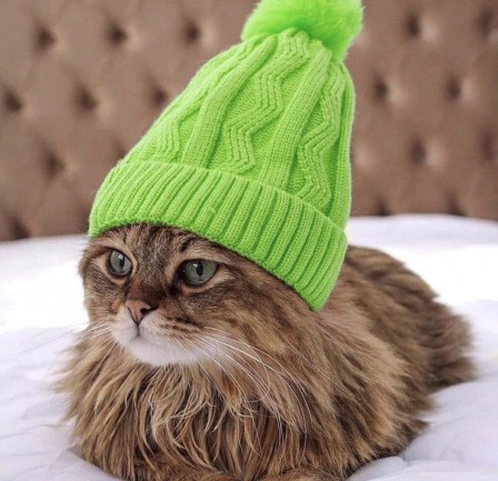 chat bonnet vert hiver.jpeg, oct. 2021