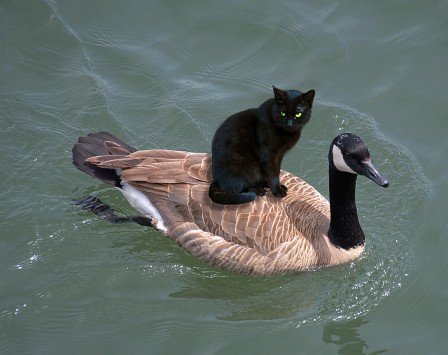 chat et canard ne t'occupe pas d'eux.jpg, nov. 2020