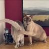 chat le droit àau respect de l'intimité.jpg, déc. 2022
