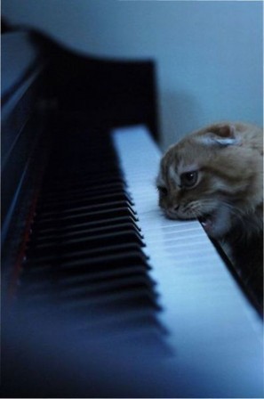 chat musique piano se faire les dents.jpg, avr. 2020