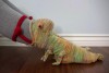 chaussettes cameleon.jpg, nov. 2021