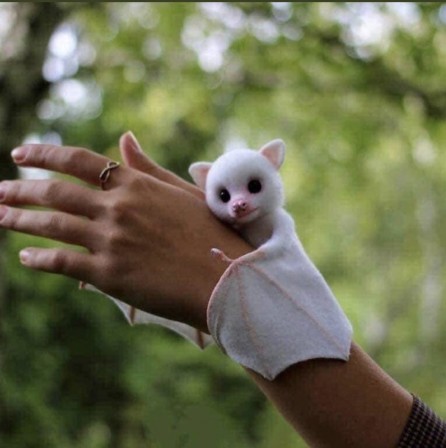 chauve souris albinos les poignets d'amour.jpg, fév. 2021