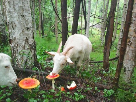 chèvre mon dieu ces champignons hallucinogènes sont délicieux.jpg, nov. 2022