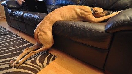 chien prosterné.jpg, avr. 2020
