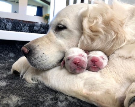 chienne avec ses chiots.jpg, sept. 2020