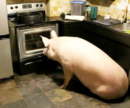 cochon dans la cuisine c'est prêt.jpg, nov. 2020