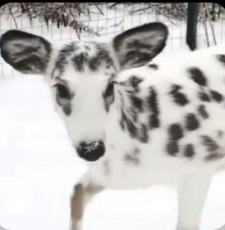 dalmatien et pourtant c'est l'hiver.jpg, déc. 2022