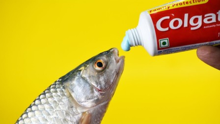 dentifrice pour poisson à dents.jpg, janv. 2023