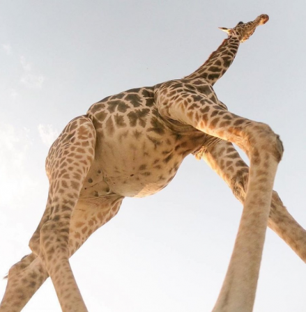 girafe quand tu es petit les adultes te paraissent des géants.png, sept. 2020