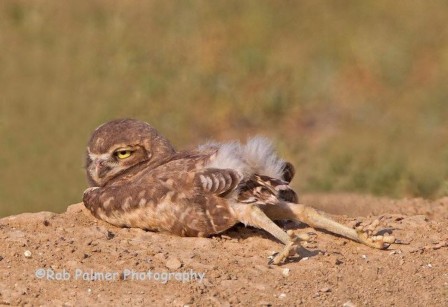 jambes de hibou à la plage si tu es indécente.jpg, août 2020