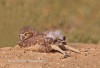 jambes de hibou à la plage si tu es indécente.jpg, août 2020