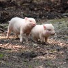 je t'aime comme un porc.jpg, nov. 2021