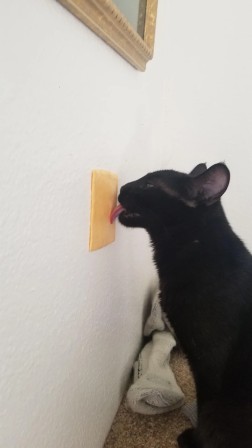 le chat et le fromage chamedi c'est cheddar