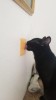 le chat et le fromage chamedi c'est cheddar