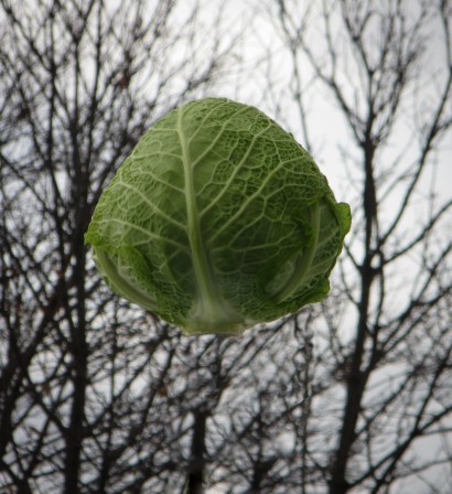 le chou dans le ciel.jpg, nov. 2020