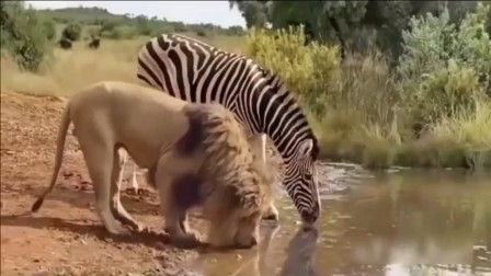 le lion et le zèbre au point d'eau.jpg, sept. 2020