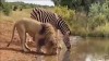 le lion et le zèbre au point d'eau.jpg, sept. 2020