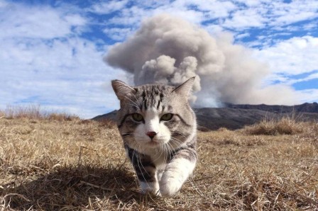 les chats sont ils les principaux responsables du réchauffement climatique.jpg, mai 2023