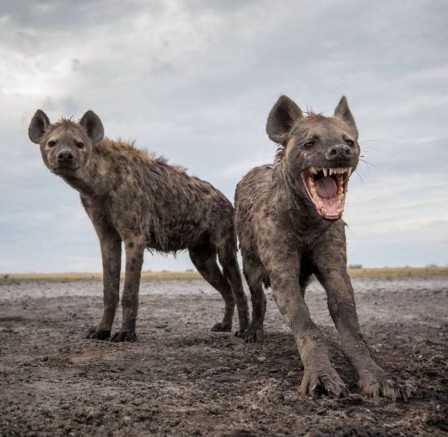 les hyènes.jpg, avr. 2021