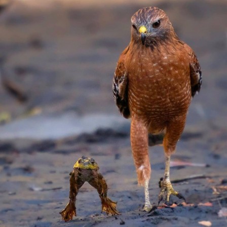 marchons marchons sur la pointe des pieds.jpg, janv. 2021