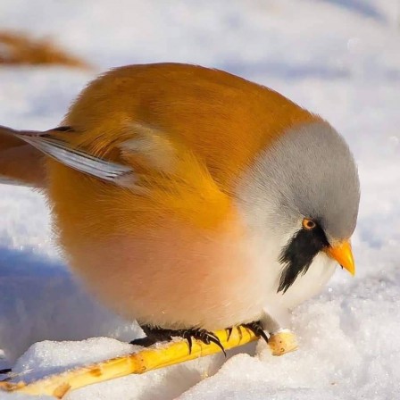 oiseau gros.jpg, fév. 2020