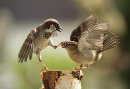 oiseau ta gueule clouer le bec.jpg, oct. 2020