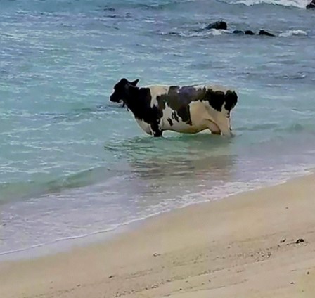 on allait au bord de la mer avec mon père ma soeur ma mère vache.jpg, janv. 2024