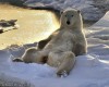 ours blanc pause.jpg, nov. 2022