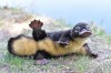 platypus bonjour les ornithorynques.jpg, avr. 2021