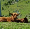 quelle coiffure pour la rentrée vache veau génisse mode adolescent