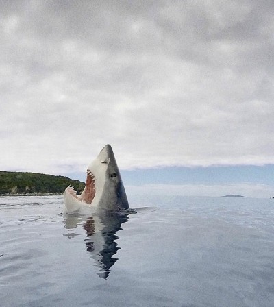 requin Oh Dieu pourquoi m'as-tu abandonné.jpg, oct. 2020