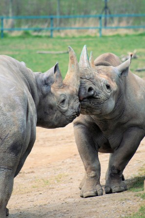 rhinocéros bisou.jpg, déc. 2020