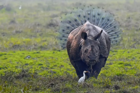 rhinocéros parade amoureuse.png, janv. 2021