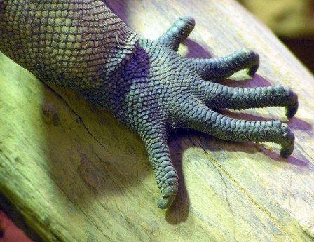 serre d'iguane avec ses cinq griffes prise au Zoo de Bristol en Angleterre.jpg, avr. 2021