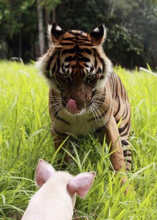 tigre et cochon le regard de l'autre.jpg, fév. 2021