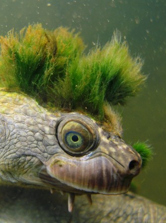 tortue punk d'Australie peut respirer par l'anus algues qui me pousse sur la tête tinder rencontre.jpg, mar. 2021