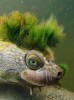 tortue punk d'Australie peut respirer par l'anus algues qui me pousse sur la tête tinder rencontre.jpg, mar. 2021