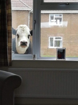 vache par la fenêtre.jpg, janv. 2022