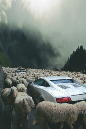 voitures et moutons.jpg, juin 2020
