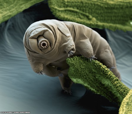 tardigrada_ourson_d__eau.jpg