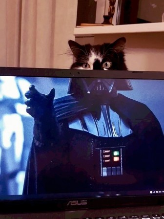 Cat Vader chat dark vador Luke je suis ton chat de gouttière