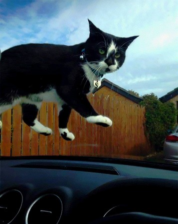 chat j'irais marcher sur ton pare-brise.jpg, nov. 2023