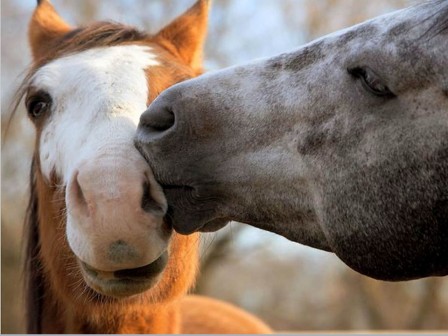 cheval t'as d'beaux yeux tu sais.jpg, janv. 2021