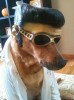 chien_elvis_king.jpg